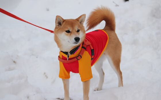 绿茵交响诗，霍勒迪的节奏完全掌控之夜