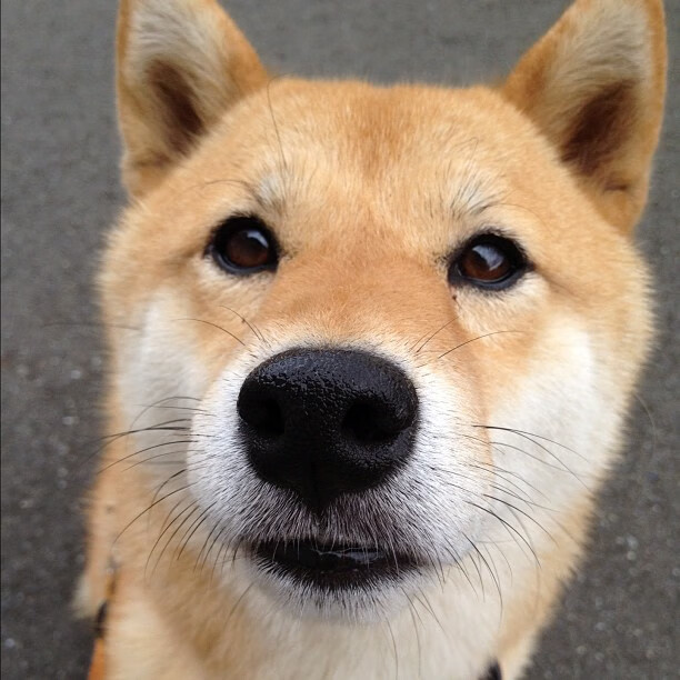 边疆烽火，霍勒迪连续得分撕裂夜幕，开拓者铁蹄踏穿明尼苏达