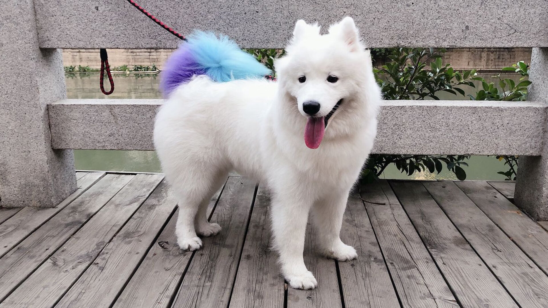 记忆之战永不谢幕，当苏格兰鏖战国际米兰，绿茵之上皆是传奇