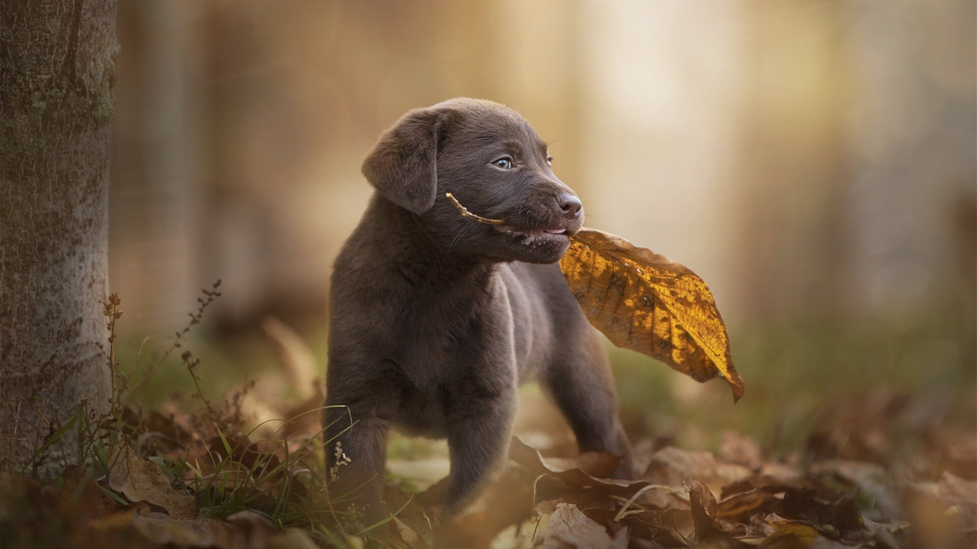 当绿茵场闯入硬木球场，一场跨界的文化想象