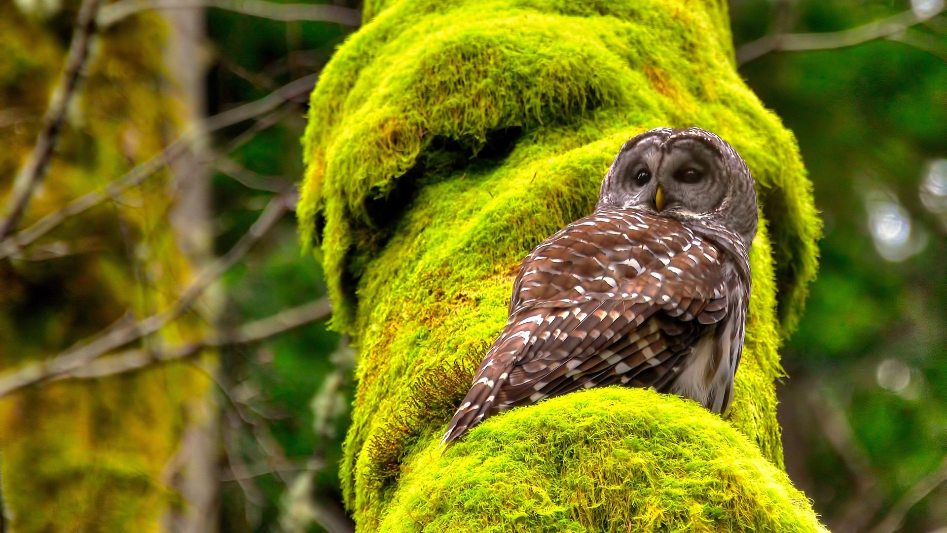 詹姆斯点燃赛场！辽宁队险胜北京队的窒息七分钟