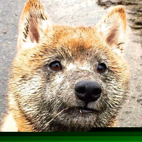 独行侠空降布鲁克林,一场由卢卡·东契奇主导的战术革命