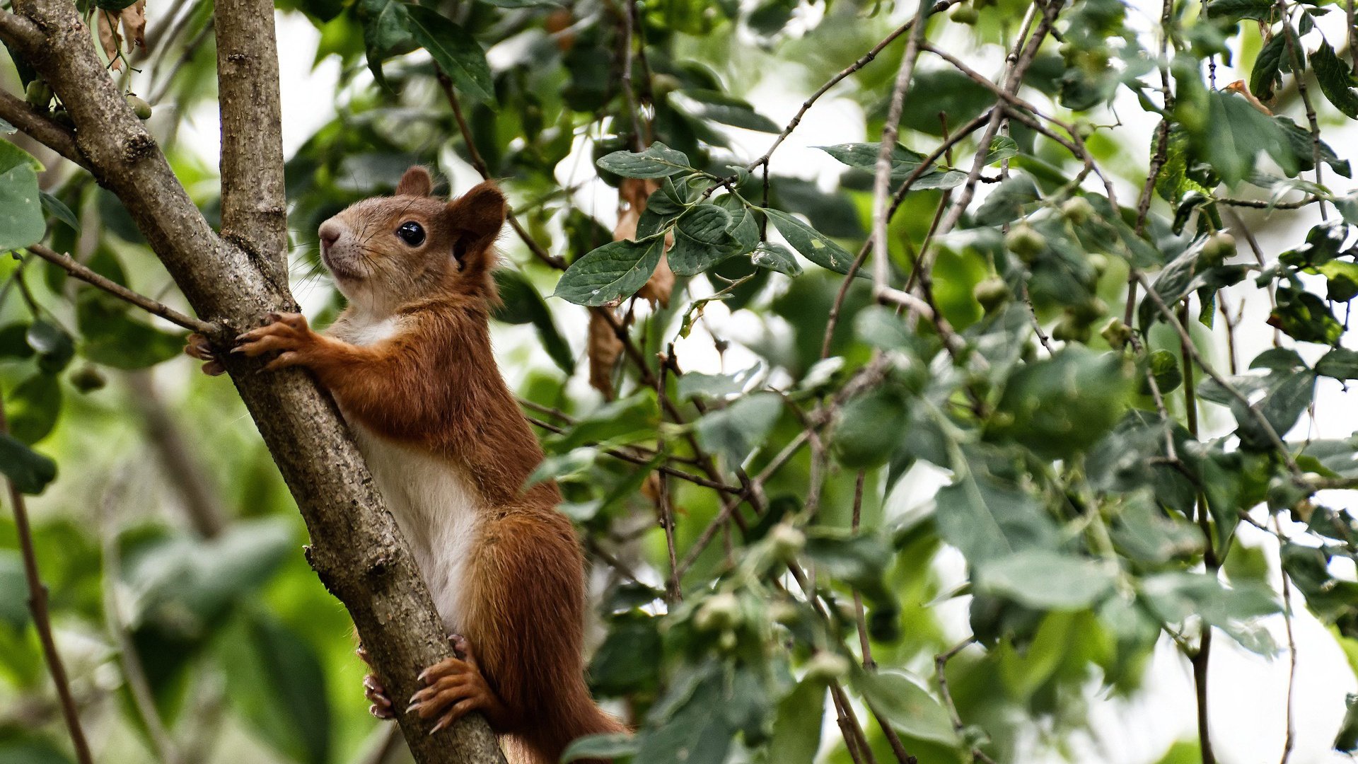 哈利伯顿43分超神之夜,却成老鹰单节狂飙下的悲情注脚