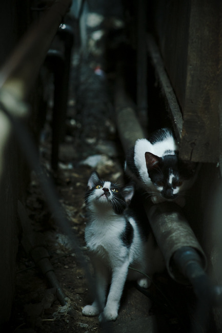 奥亚尔瓦尔节奏风暴，多特蒙德连击压制瑞士，欧冠舞台展雄风