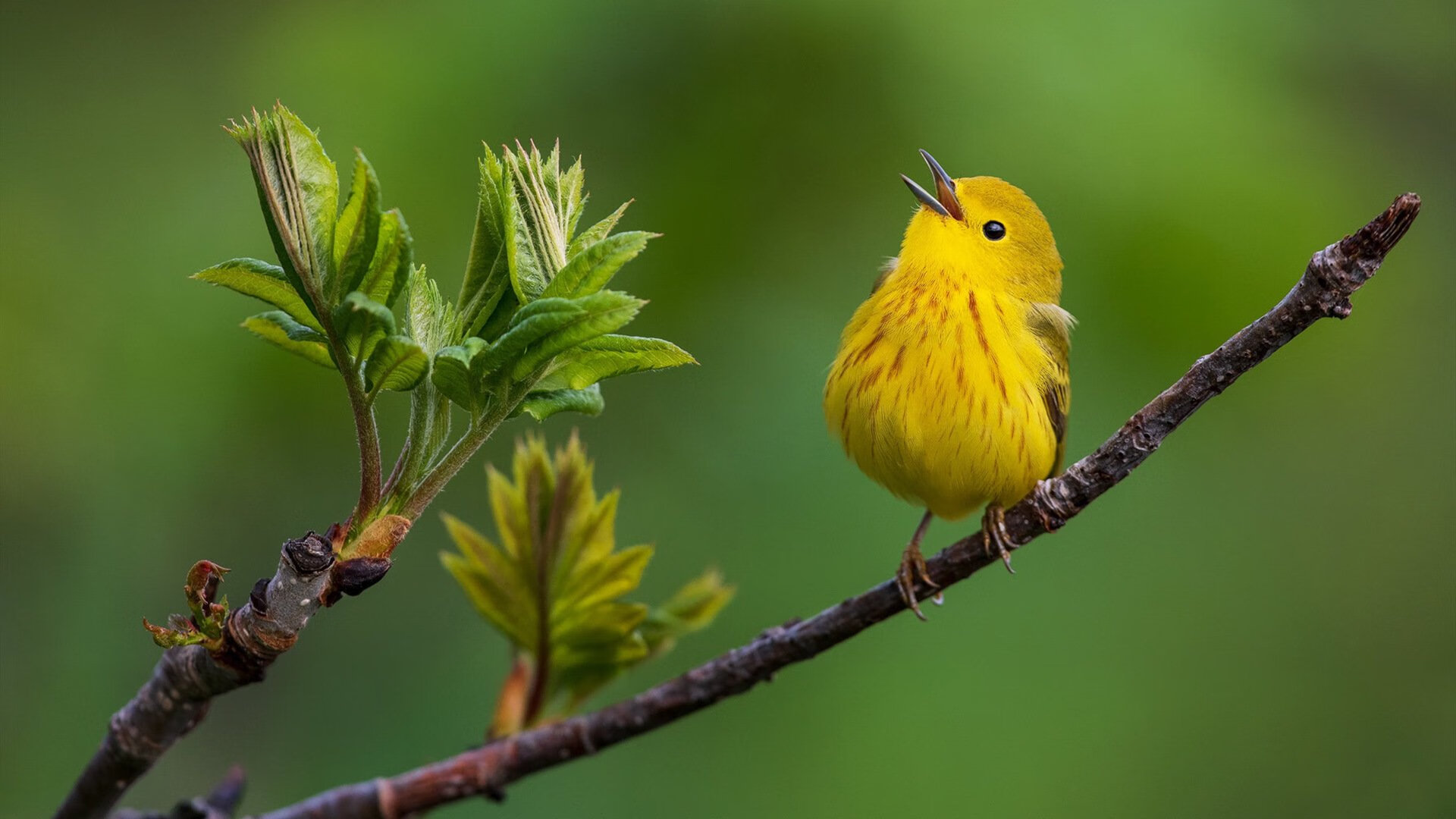 双星闪耀，国际米兰的足球艺术与托尼的赛道魔术