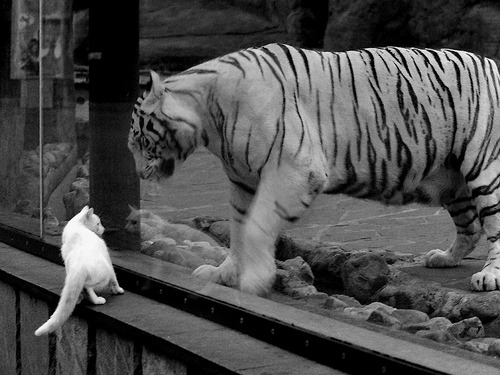 双重奏鸣，德布劳内的里程碑之夜与瑞士的战术交响乐