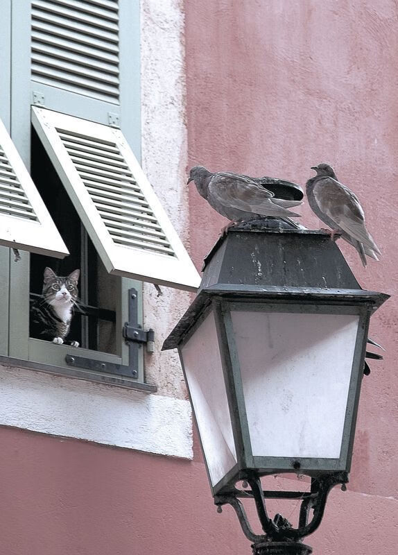 体育的双重奏，NBA总决赛焦点战与马德里竞技的爆冷胜利