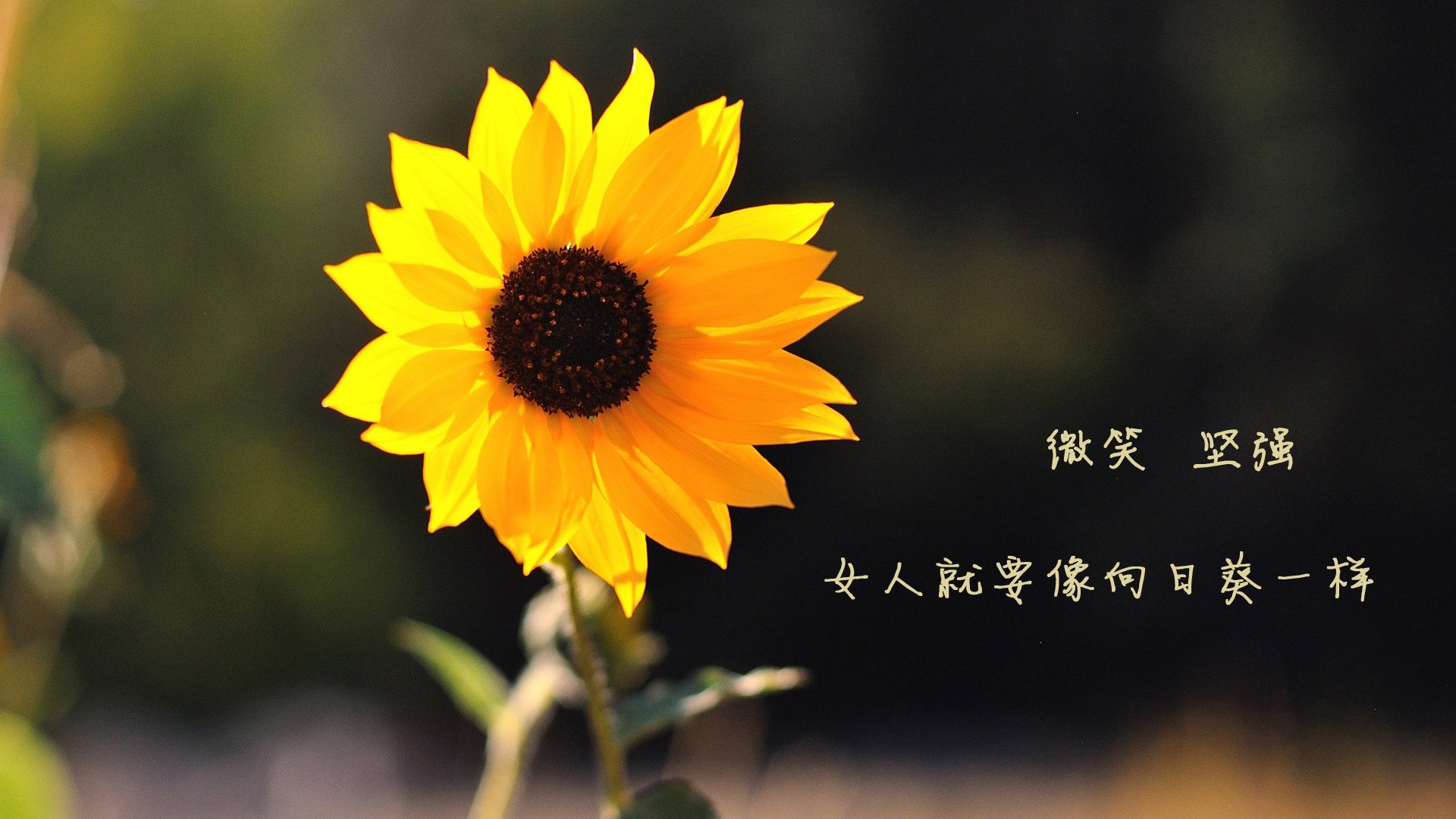 铁幕下的绿洲，布罗佐维奇如何用跑动为哥斯达黎加在2026半决赛中凿开命运的裂缝