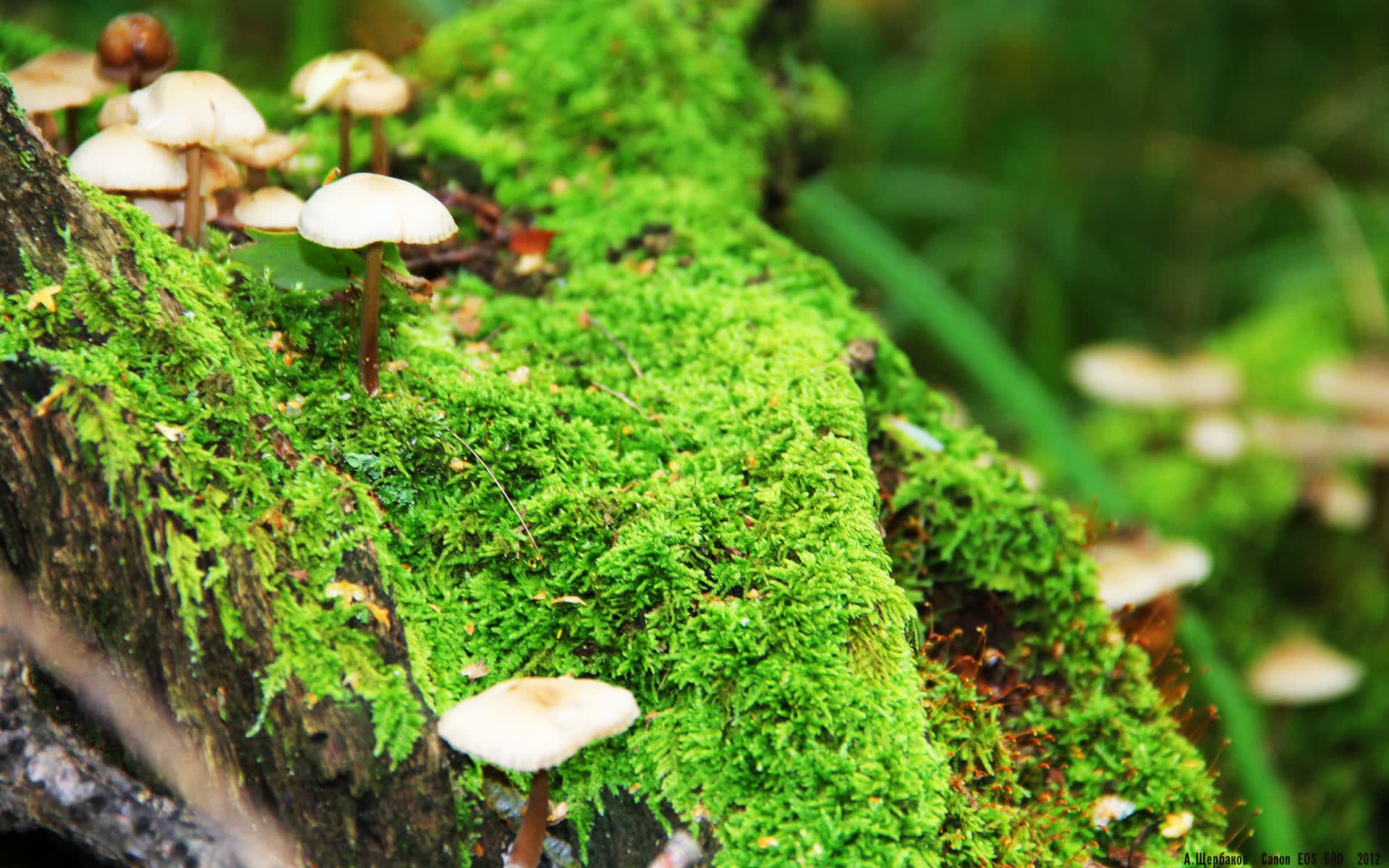 金陵风暴，当沙漠之狐的利刃划破中北美天空，加维的独舞与伊拉克的绝杀，写就A组唯一的史诗